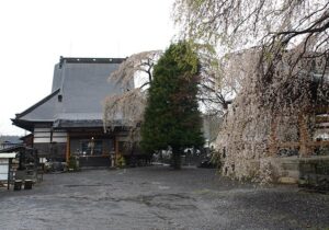 【松山の蓮生寺で楽しむ】花まつりで味わうぼて茶の深い味わい