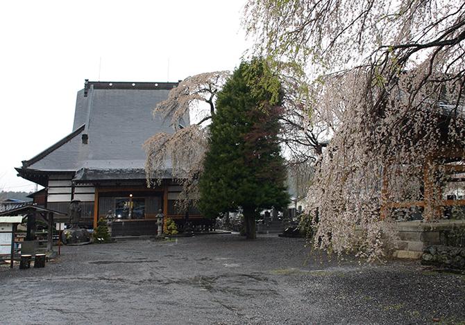 【松山の蓮生寺で楽しむ】花まつりで味わうぼて茶の深い味わい