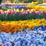 【週末は栃木はどお？】栃木の春を彩る！フラワーパークじゃない花スポット特集