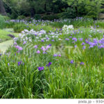 【雨だけど楽しもう】四国の梅雨入りを彩る！栗林公園のハナショウブとスイレンの美ショット
