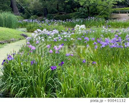 【雨だけど楽しもう】四国の梅雨入りを彩る！栗林公園のハナショウブとスイレンの美ショット