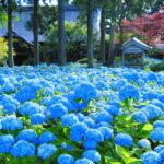 【梅雨の楽しみ！】九州・四国・中国地方の梅雨に咲くあじさいスポットまとめ