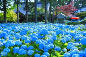 【梅雨の楽しみ!】九州・四国・中国地方の梅雨に咲くあじさいスポットまとめ