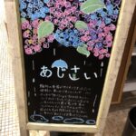 【雨だけど出かけよう】大阪・長居植物園で楽しむ雨の日のあじさいフェア