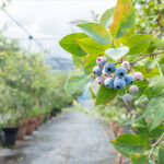 【ブルーベリー農園での満月事情】満月がブルーベリーに影響を与える？