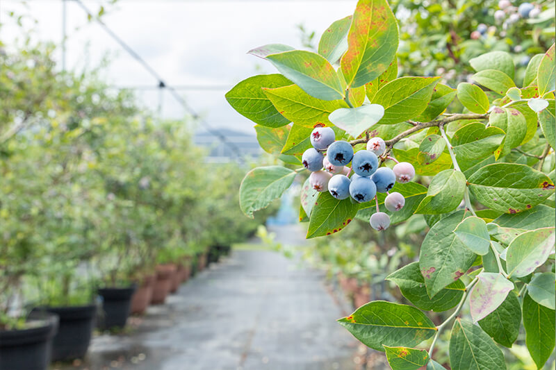 【ブルーベリー農園での満月事情】満月がブルーベリーに影響を与える?