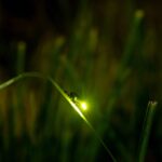 【梅雨だけど】綾町ホタル観賞ガイド：婚活スポットと絶景の舞