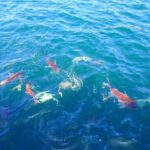 【不思議なスポット】千葉県鴨川市の「鯛の浦」ミステリースポット徹底解説