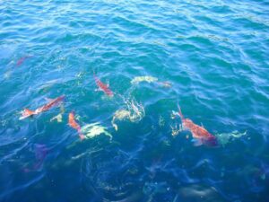 【不思議なスポット】千葉県鴨川市の「鯛の浦」ミステリースポット徹底解説