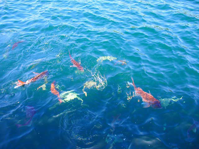 【不思議なスポット】千葉県鴨川市の「鯛の浦」ミステリースポット徹底解説