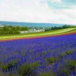 【森林浴＆散策】夏の北海道で楽しむ！富良野・美瑛の絶景スポット3選