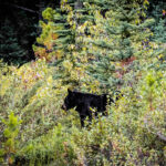 【クマー！】避暑地の熊注意報！親子と熊の不意の遭遇にどう対処する？