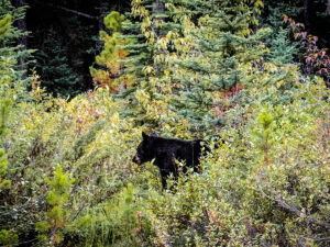 【クマー！】避暑地の熊注意報！親子と熊の不意の遭遇にどう対処する？