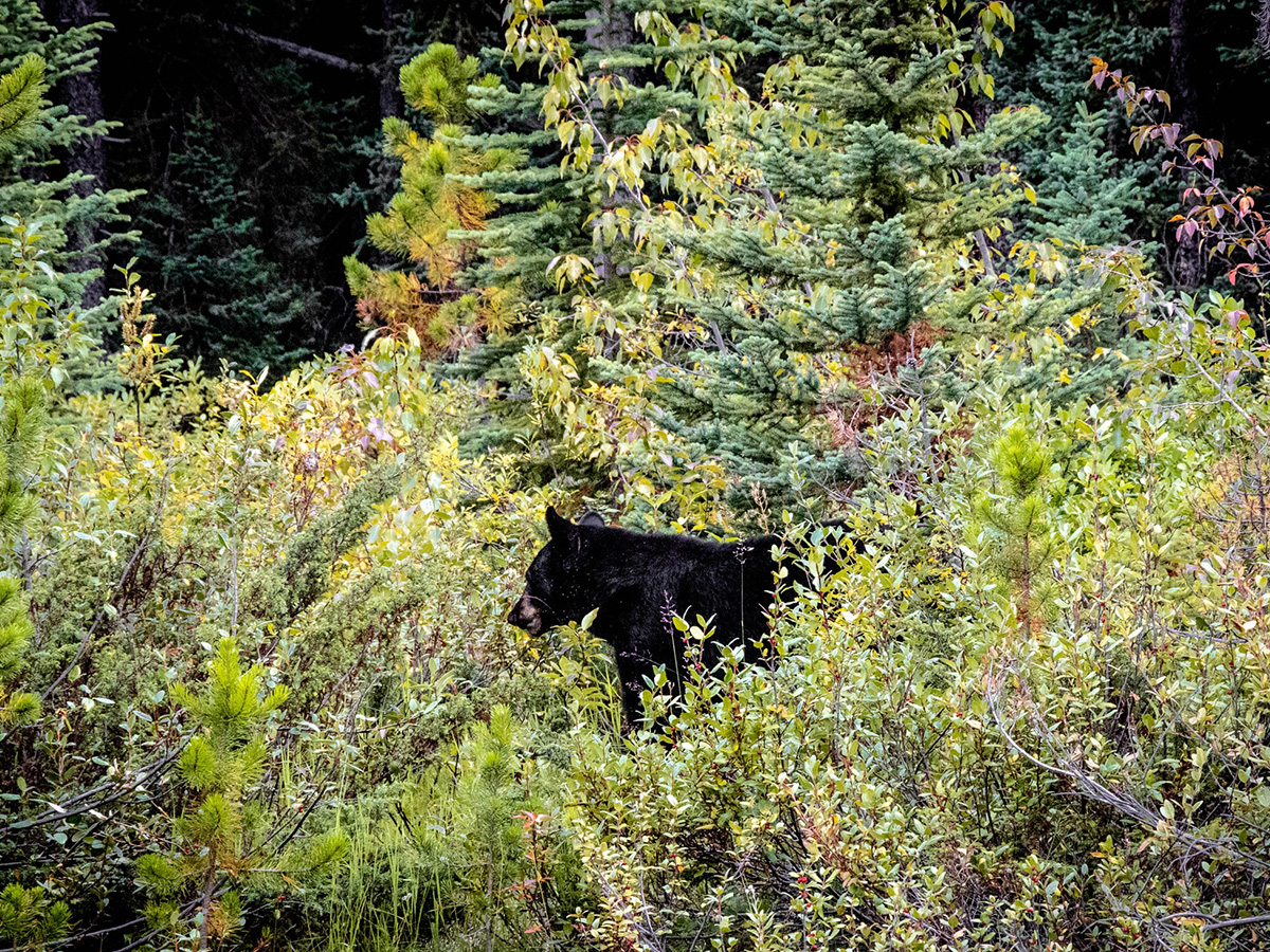 【クマー！】避暑地の熊注意報！親子と熊の不意の遭遇にどう対処する？