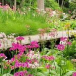 【日光の秘境：三依地区】日光の穴場スポット！クリンソウが満開の上三依水生植物園