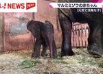 【広島で大人気！】マルミミゾウの赤ちゃん誕生！安佐動物公園のお祝いメッセージ特集