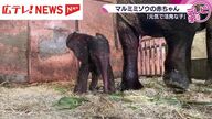 【広島で大人気！】マルミミゾウの赤ちゃん誕生！安佐動物公園のお祝いメッセージ特集