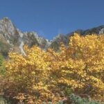 【見ごろ到来！】中央アルプス千畳敷の紅葉が最高！観光客の声を聞いてみた