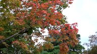 【紅葉だけど】嵐山の紅葉、猛暑の影響で異変発生！枯葉の理由とは？