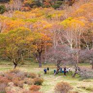 【暑かったけど・・】前橋「赤城白樺牧場」秋の紅葉ツアーの魅力と見どころ