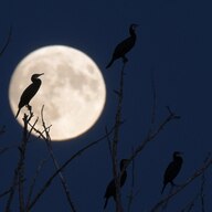 【星を見よう！】10月に見るべき星空と天体イベントガイド