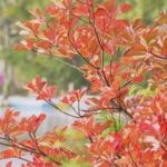 【白駒池の絶景！】秋のフレッシュな紅葉を探しに行こう