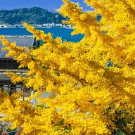 【色づく古都】鎌倉の秋を楽しむ！美しい紅葉と寺社巡りの魅力