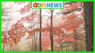 【八千穂高原の秋】最高の色づく紅葉を見に行こう!