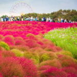 【日帰り旅】関東の秋を満喫する1日