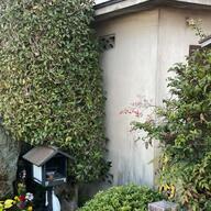 【秋です。京都行こう！】車折神社の歴史と災難除けの秘密