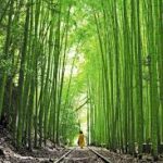 【再注目！】国鉄倉吉線の廃線跡：美しさと再評価の物語