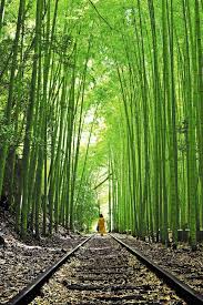 【再注目！】国鉄倉吉線の廃線跡：美しさと再評価の物語