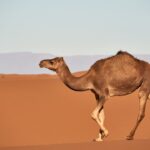 【朗報！】中東の航空便、紛争から回復へ 米イラン合意で旅の再開も近い