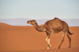 【朗報!】中東の航空便、紛争から回復へ 米イラン合意で旅の再開も近い
