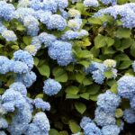 【雨だから美しい】箱根強羅公園、あじさいに彩られた初夏の散歩
