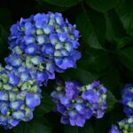 【絶景！】四国で2万本のあじさい、讃岐まんのう公園の初夏の彩り