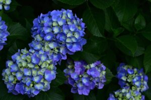 【絶景！】四国で2万本のあじさい、讃岐まんのう公園の初夏の彩り