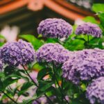 【梅雨の魅力！】全国の紫陽花の名所ランキング30選