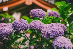 【梅雨の魅力！】全国の紫陽花の名所ランキング30選