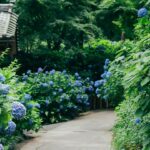 【初夏の癒し！】梅雨の東伊豆で紫陽花と絶景に出会う温泉旅