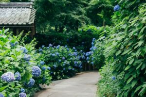 【初夏の癒し！】梅雨の東伊豆で紫陽花と絶景に出会う温泉旅