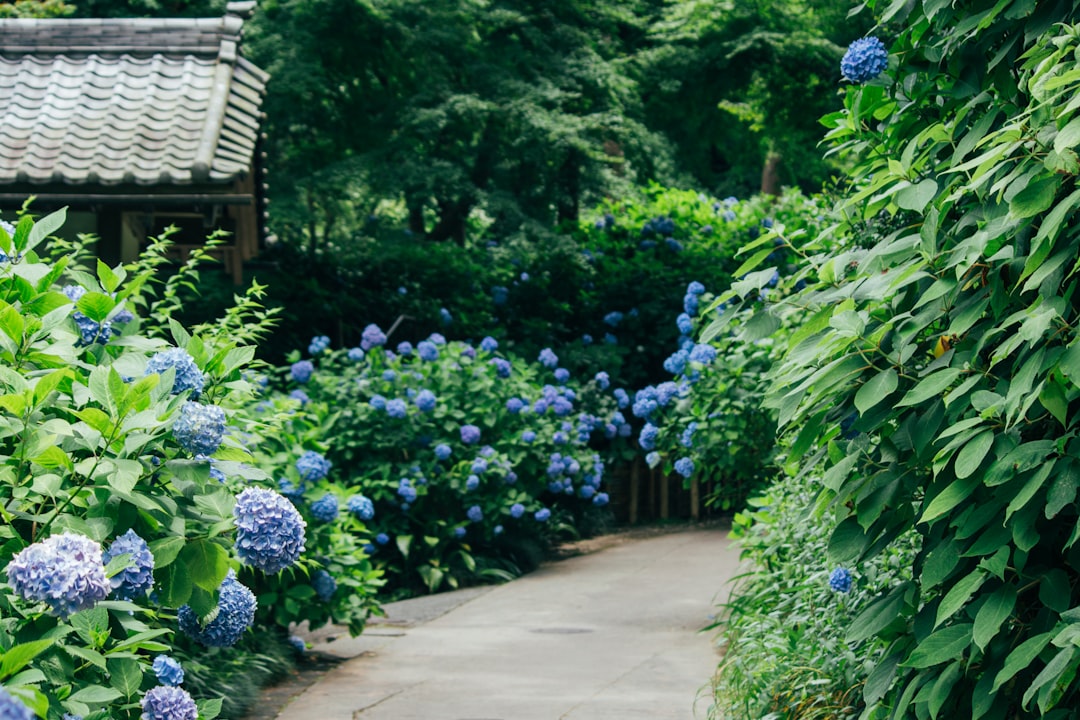 【初夏の癒し！】梅雨の東伊豆で紫陽花と絶景に出会う温泉旅