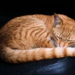 【かわいい！】飼い主の椅子が欲しくて奮闘する愛猫の日常漫画