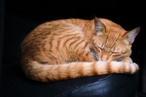 【かわいい！】飼い主の椅子が欲しくて奮闘する愛猫の日常漫画