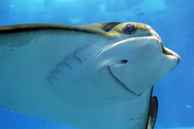 朝の光が差し込む水族館の大型水槽