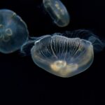 【沖縄観光！】美ら海水族館で深海の神秘に触れる～作家・荒俣宏さんが語る研究の魅力