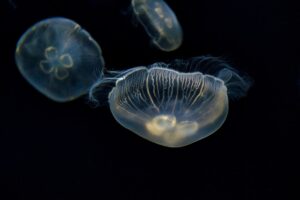 【沖縄観光！】美ら海水族館で深海の神秘に触れる～作家・荒俣宏さんが語る研究の魅力