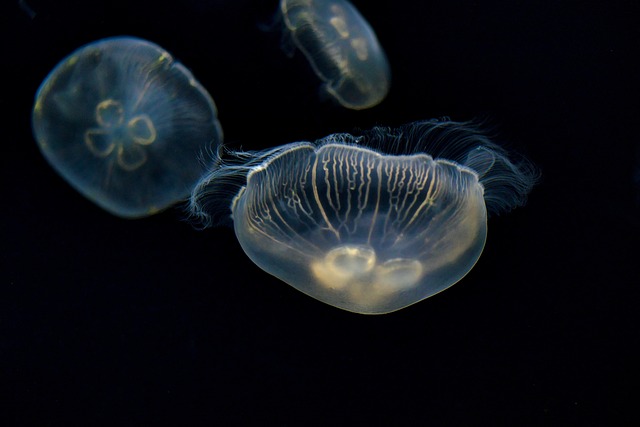 【沖縄観光!】美ら海水族館で深海の神秘に触れる~作家・荒俣宏さんが語る研究の魅力
