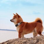 【愛犬も喜ぶ】熱海の温泉リゾートで愛犬の整体マッサージ体験！50代からの犬との旅を充実させる新サービス