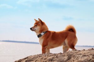 【愛犬も喜ぶ】熱海の温泉リゾートで愛犬の整体マッサージ体験！50代からの犬との旅を充実させる新サービス